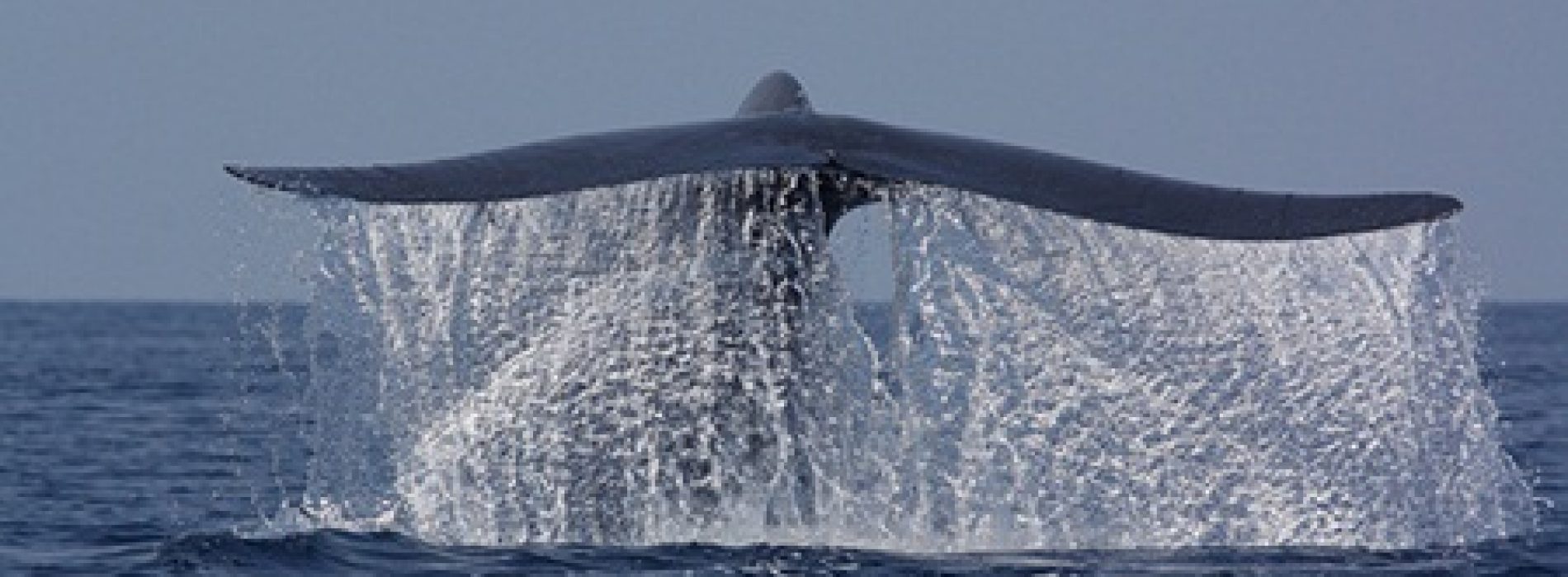 Een lang en gezond leven dankzij walvisgenen?
