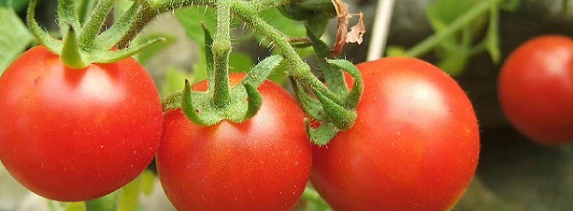 Waarom tomaten supergezond zijn