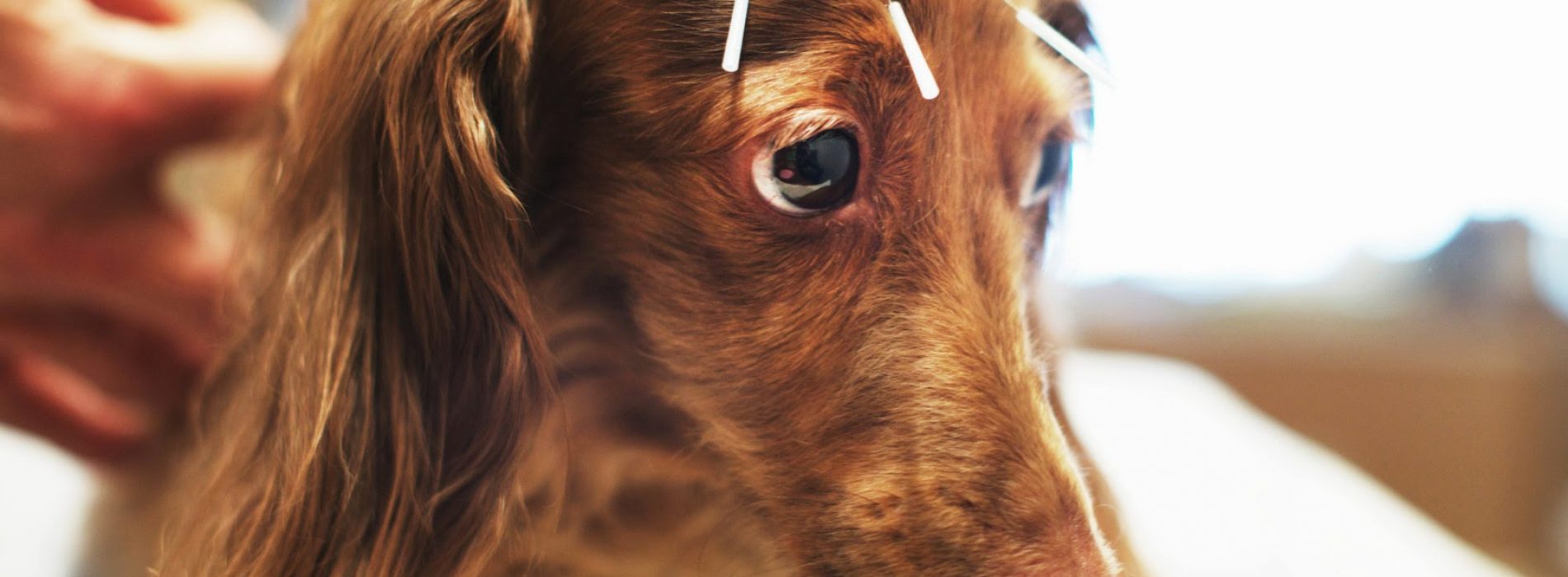 Ooit nagedacht over acupunctuur en homeopathie voor je huisdier?