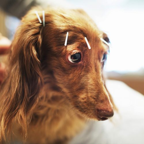 Ooit nagedacht over acupunctuur en homeopathie voor je huisdier?