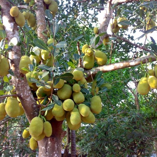 Jackfruit: het wondergewas van de toekomst?