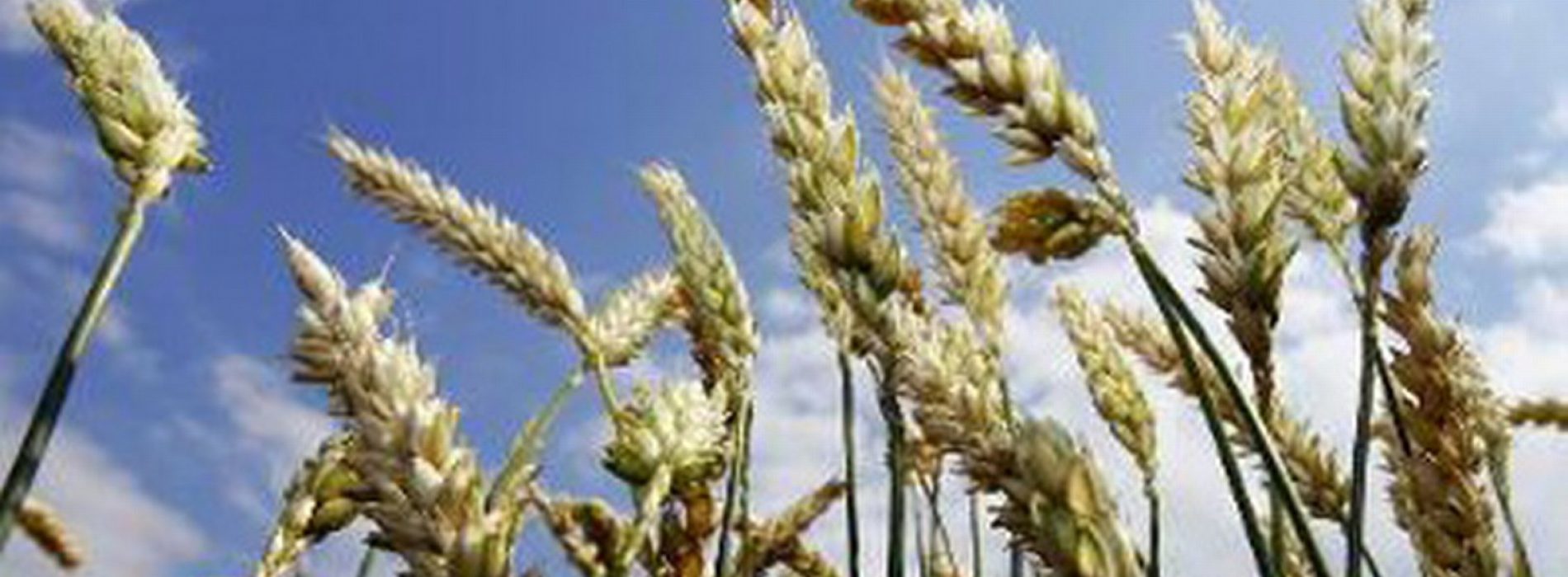 15 gezonde granen, alternatieven voor tarwe en witte rijst