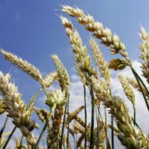 15 gezonde granen, alternatieven voor tarwe en witte rijst