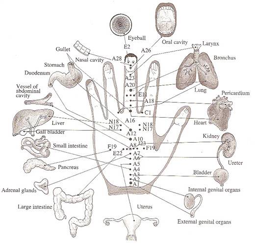 each-finger-is-tied-to-two-organs-this-japanese-method-will-help-the-healing-in-a-few-minute