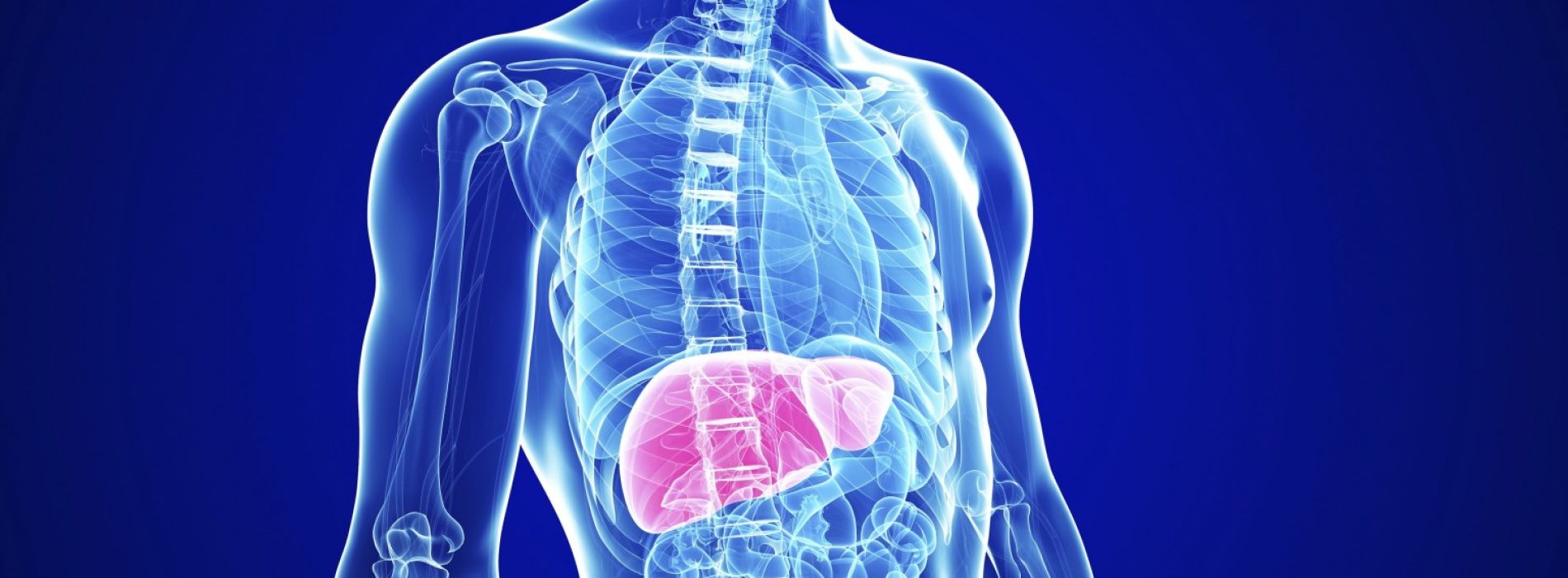 7 Nutraceuticals die uw lever zullen ontgiften en versterken