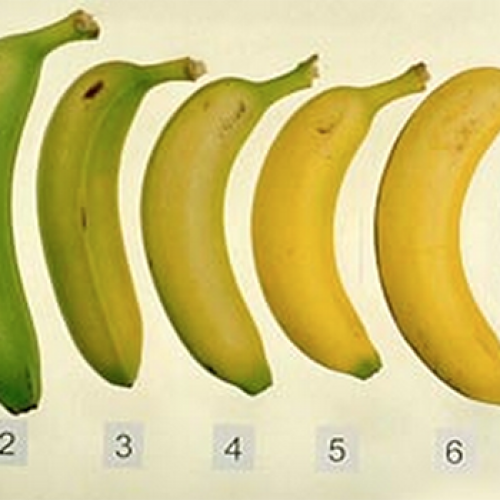 Dit is waarom bananen met zwarte vlekken beter zijn voor je gezondheid!