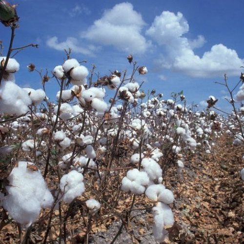 “We zijn geschokt”: 85% tampons en hygiëneproducten besmet met giftige onkruidverdelger van Monsanto
