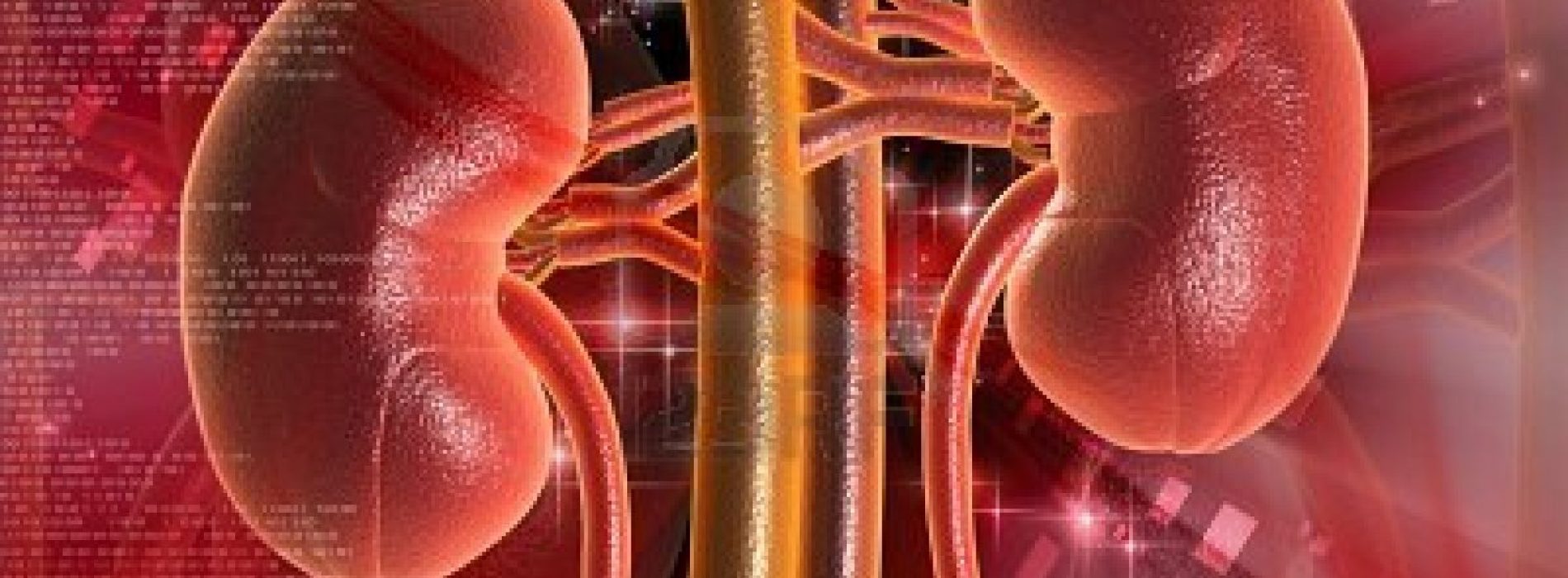 Hoe gezond zijn uw nieren? Doe de gratis niertest