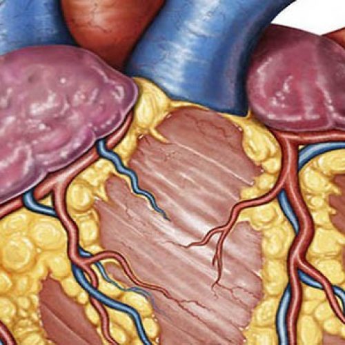 Waarom een hoge cholesterol geen hart- & vaatziekten veroorzaakt.