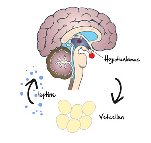 leptine-hypothalamus (1)