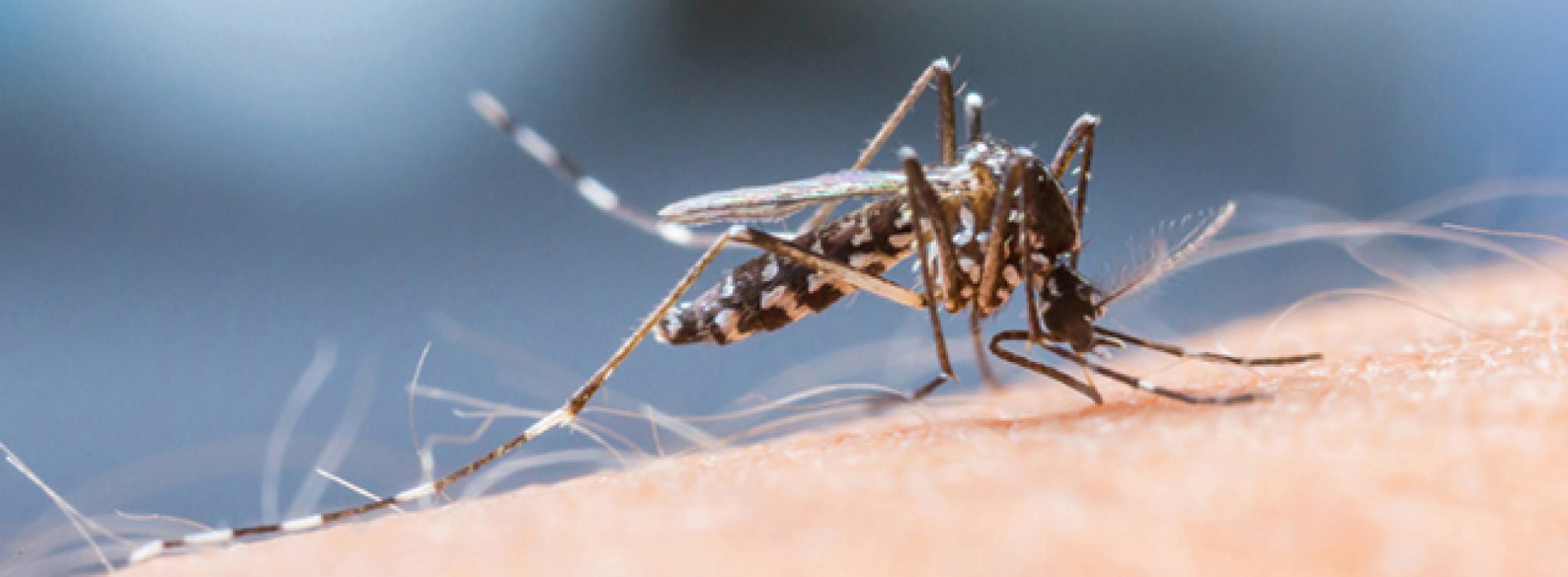 Wat ze je niet vertellen over het zikavirus