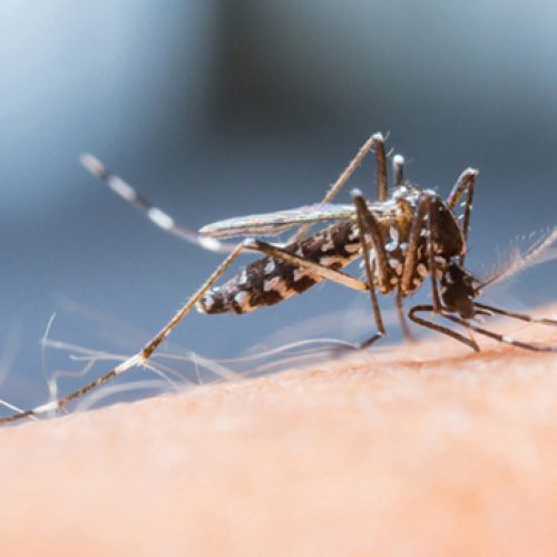 Wat ze je niet vertellen over het zikavirus