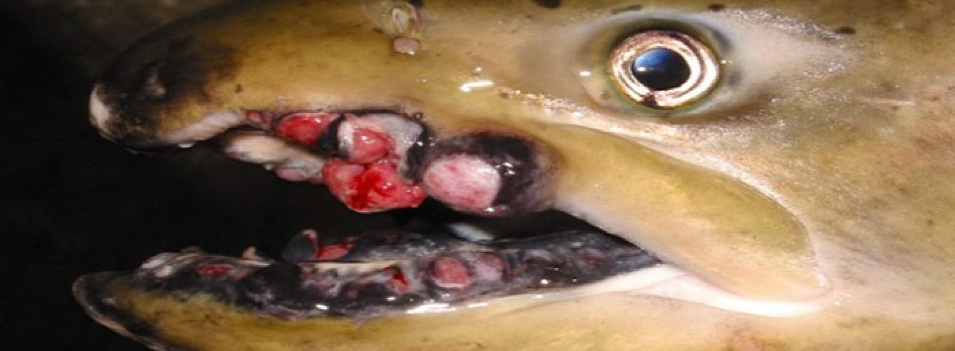 Sterke toename tumoren bij zeedieren in Stille Oceaan | VS en media negeren radioactiviteit van Fukushima