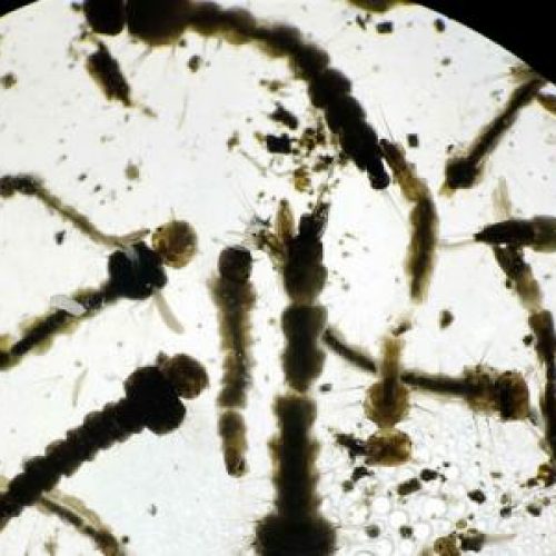 Nederlands koppel krijgt zika-virus: “De rit naar het ziekenhuis was de ergste tocht van ons leven”