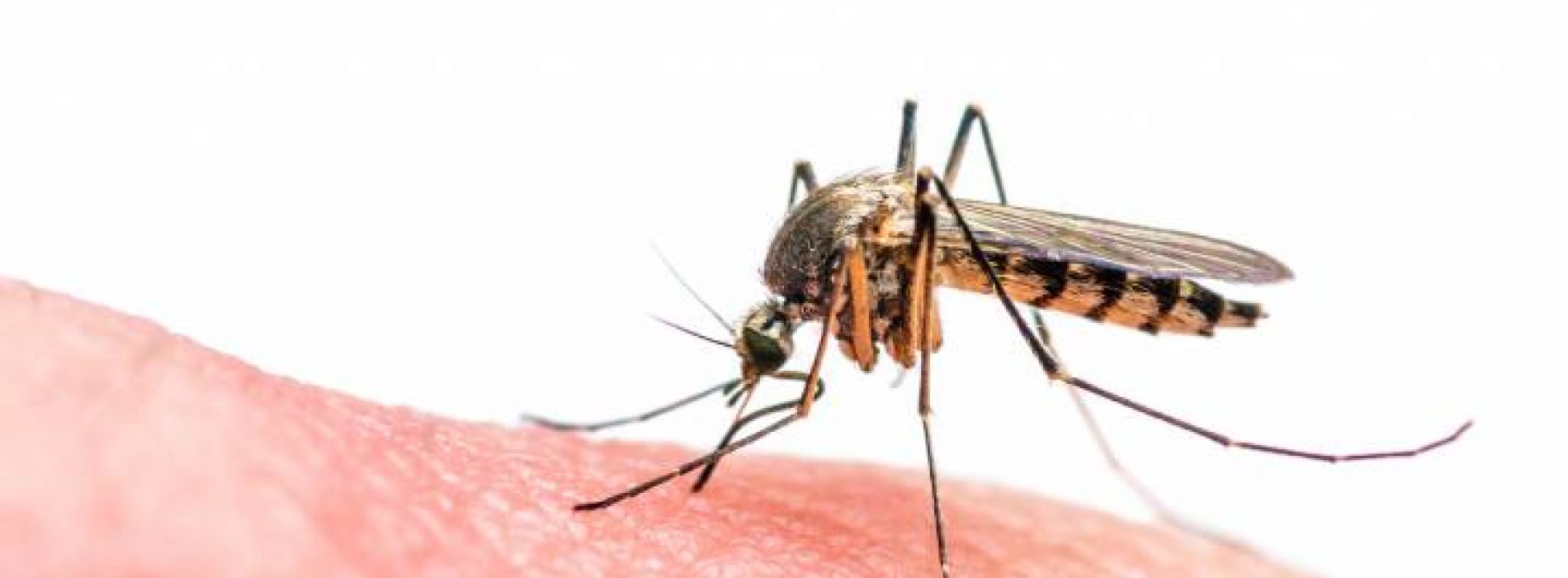 Zikavirus Hoe gevaarlijk is het nou eigenlijk echt?
