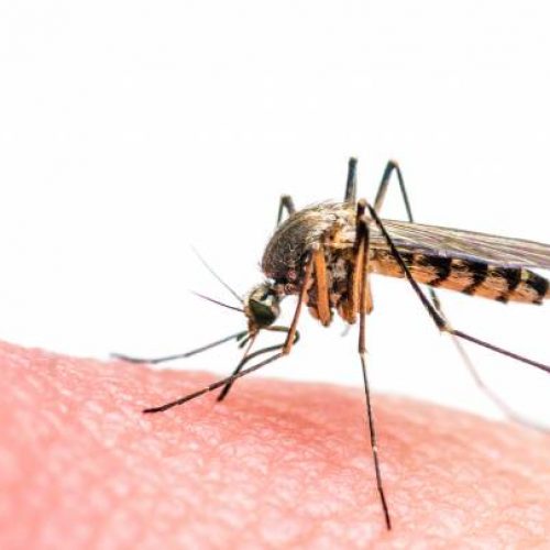 Zikavirus Hoe gevaarlijk is het nou eigenlijk echt?