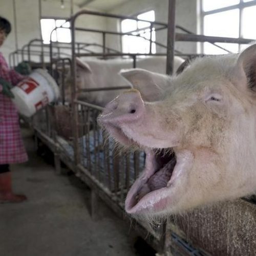 Antibiotica resistentie, China komt in actie