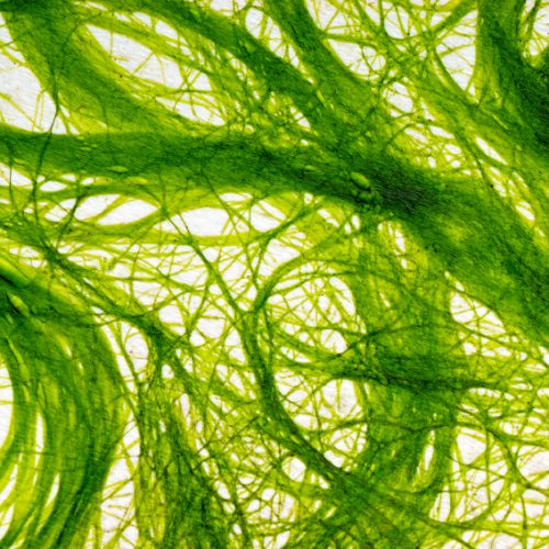 Stofje in algen ‘bestrijdt zelfs de meest agressieve vormen van kanker’