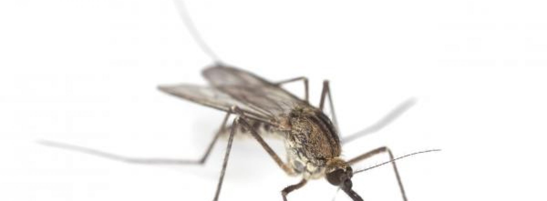 De beste manier om geen last te hebben van een muggenbeet
