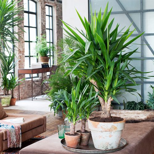 Zijn planten de oplossing voor gezonde lucht in uw woning?