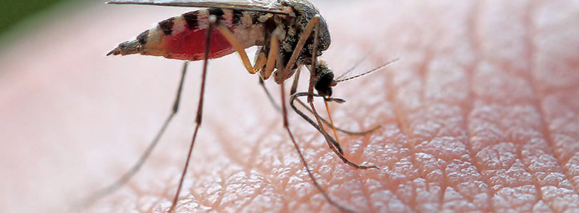 Deze 7 dingen zorgen ervoor dat muggen het vooral op jou hebben gemunt