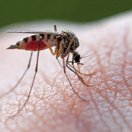 Deze 7 dingen zorgen ervoor dat muggen het vooral op jou hebben gemunt
