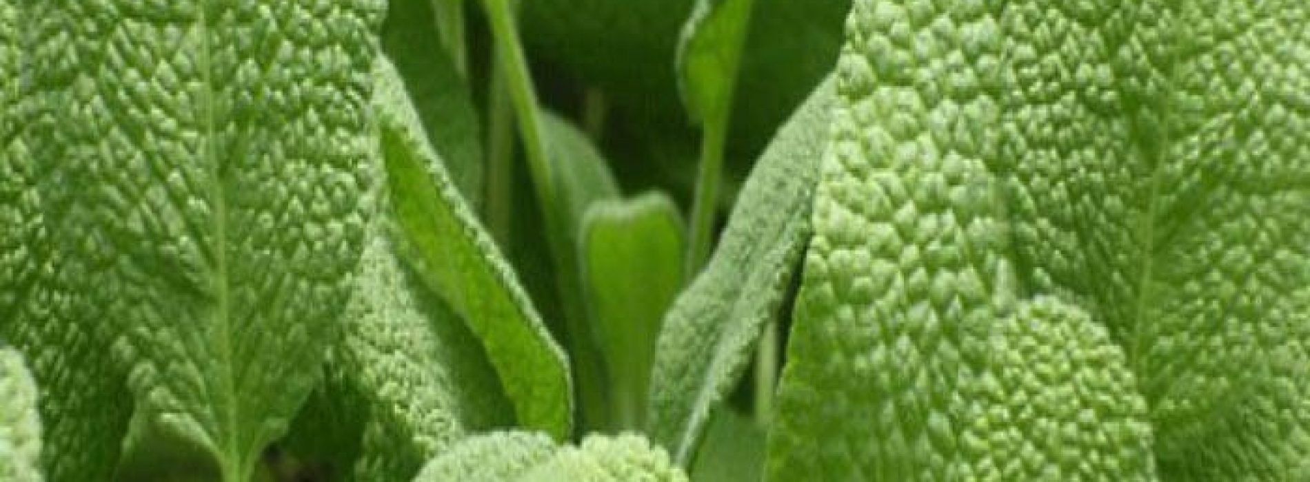 Salie, één van de meest geneeskrachtige planten op de planeet