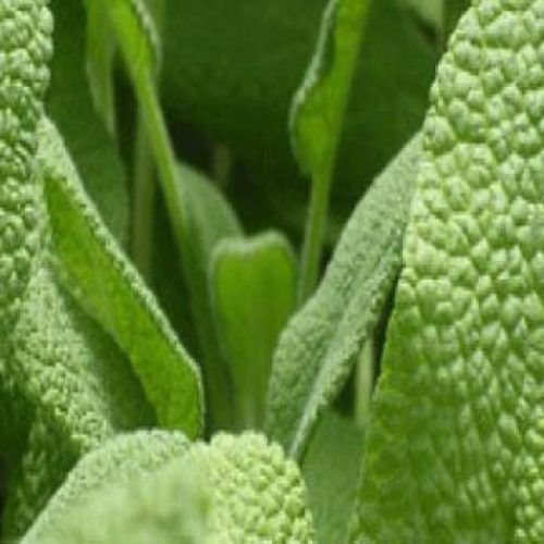 Salie, één van de meest geneeskrachtige planten op de planeet