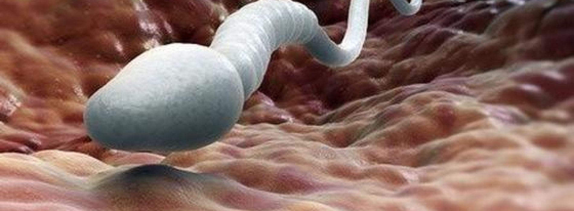 Nieuw bewijs dat roken spermakwaliteit vermindert