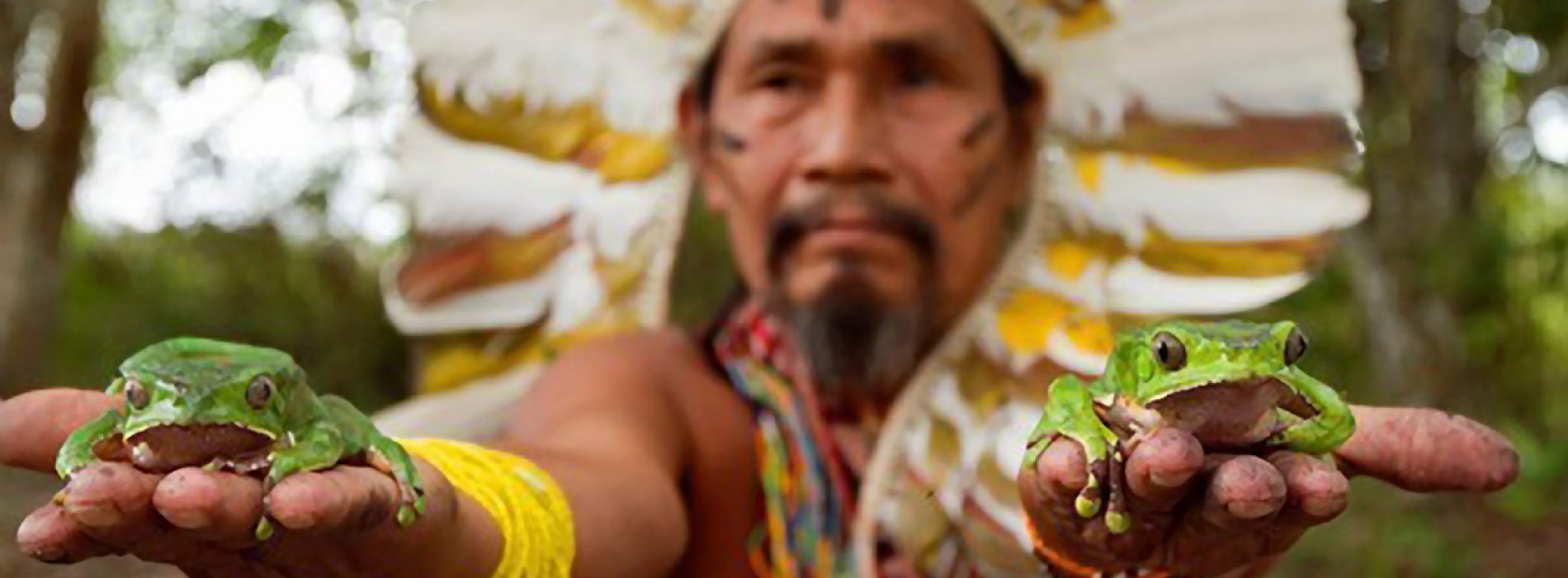 Kambô – wondermedicijn uit de Amazone