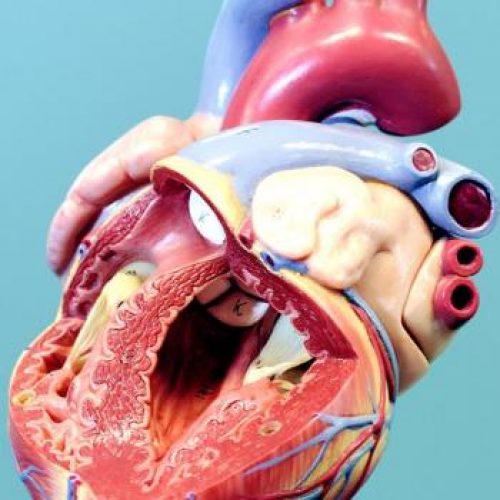 Baanbrekend onderzoek: nieuwe behandeling tegen hartfalen kan miljoenen mensen helpen