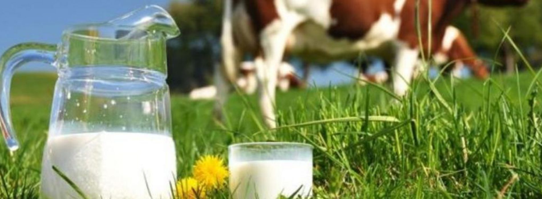 6 redenen waarom melk ongezond is!