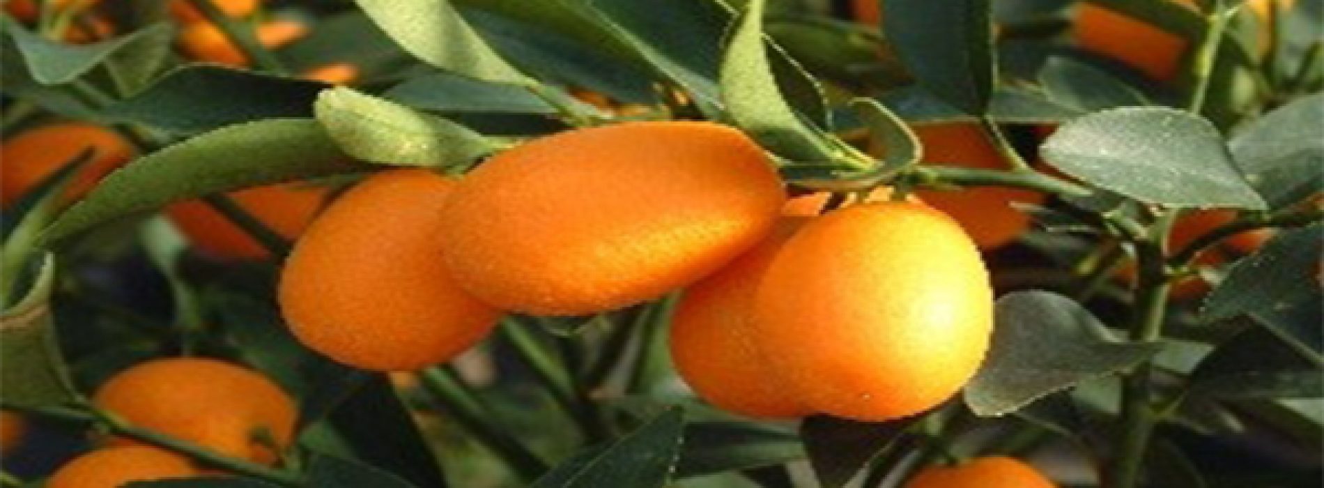 Kumquat – Gouden Sinaasappel in dienst van uw gezondheid
