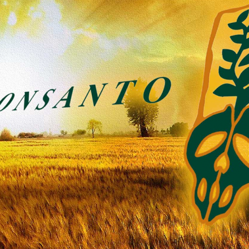 Nieuwe studie: Genetisch aangepaste maïs van Monsanto beschadigt darmen van ratten