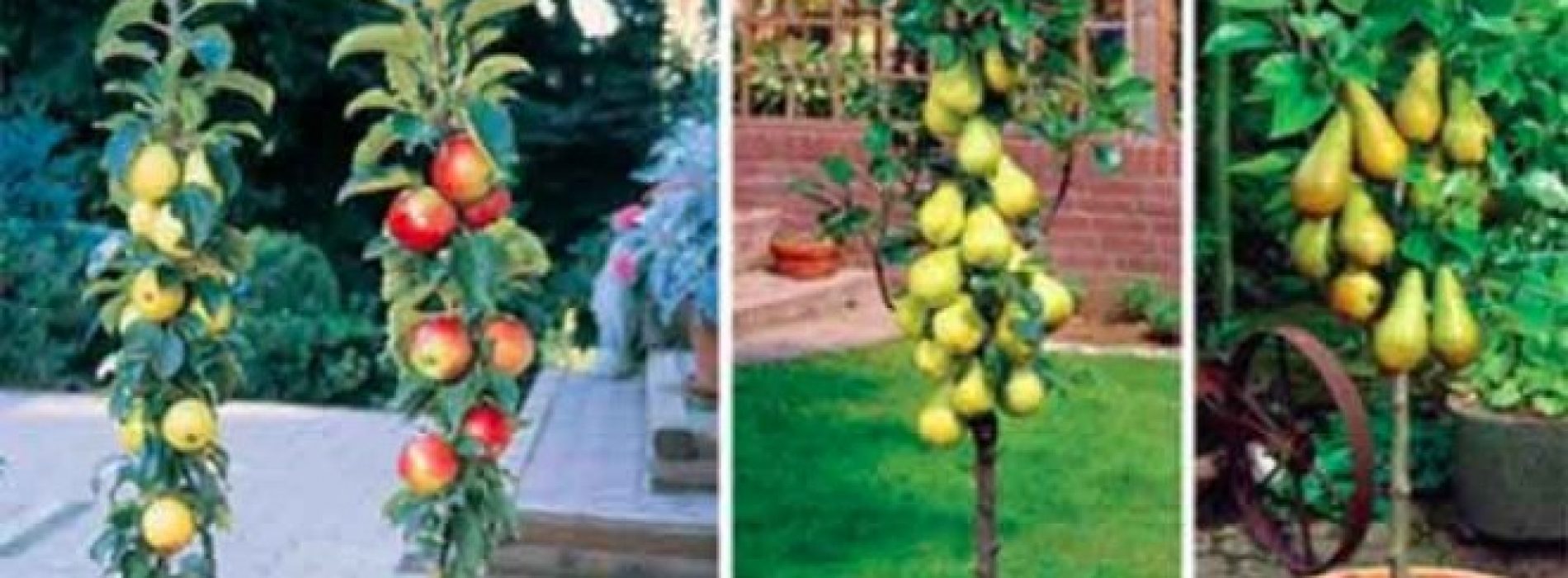 Zuilvormige Fruitbomen: Maak Jouw Eigen Boomgaard met deze geweldige Dwerg Fruitbomen.