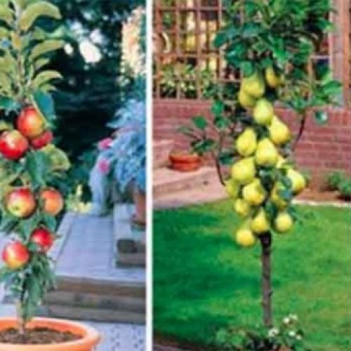Zuilvormige Fruitbomen: Maak Jouw Eigen Boomgaard met deze geweldige Dwerg Fruitbomen.