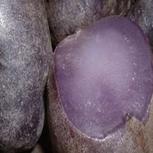 Paarse aardappel maakt korte metten met kankercellen