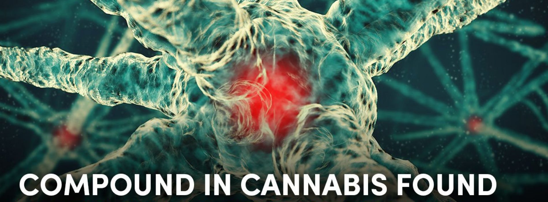 Cannabis geneest kanker. Zorgt dit bewijs dat deze vreselijke ziekte binnenkort tot het verleden behoort?