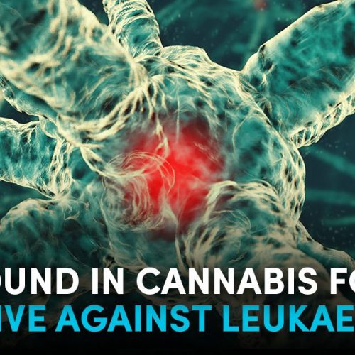Cannabis geneest kanker. Zorgt dit bewijs dat deze vreselijke ziekte binnenkort tot het verleden behoort?