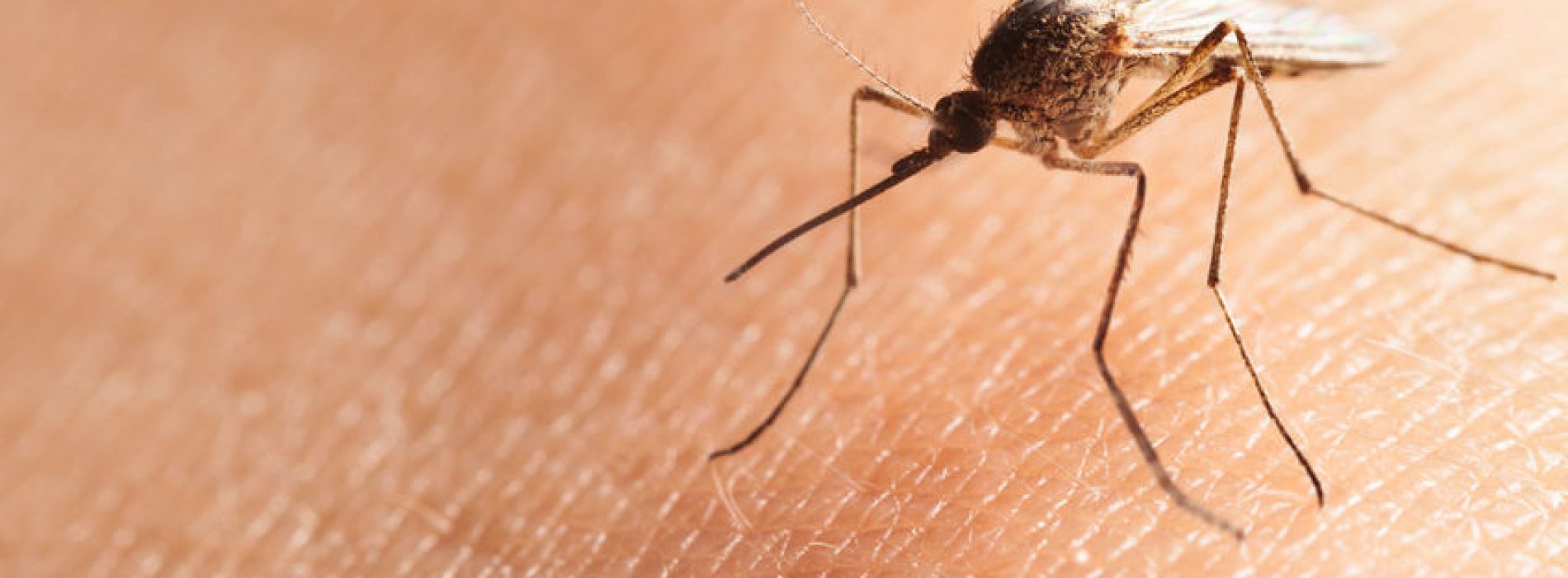 Er komt een muggenplaag aan: dit helpt wél tegen de jeuk