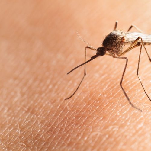 Er komt een muggenplaag aan: dit helpt wél tegen de jeuk