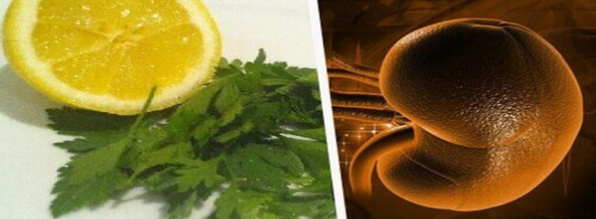 Hoe gebruik je peterselie en citroen om je nieren te ontgiften