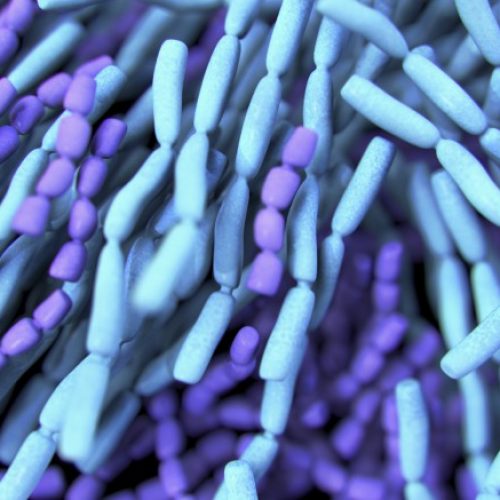 Gezonde darmbacteriën beschermen tegen vrijwel elke ziekte -nieuwe studie