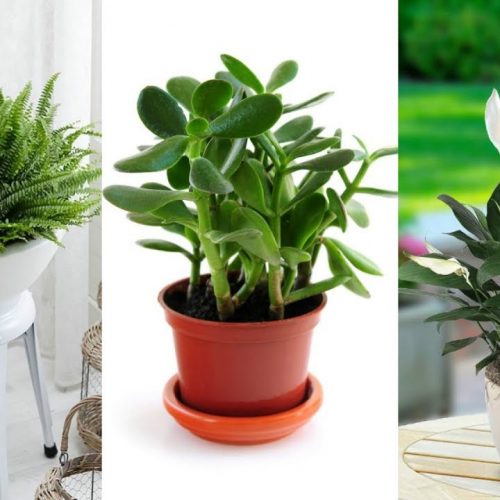 Slapen met deze planten in je kamer kan je gelukkiger maken!