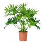 philodendron-selloum-potted-plant__0540812_PE653235_S4