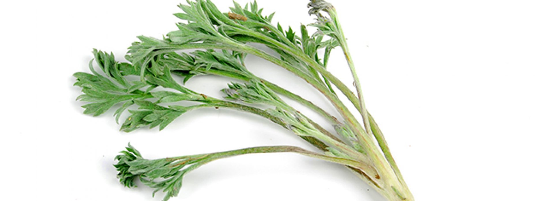 Artemisia capillaris (alsem) bleek mineralisatie van bot te stimuleren, en botverlies te voorkomen