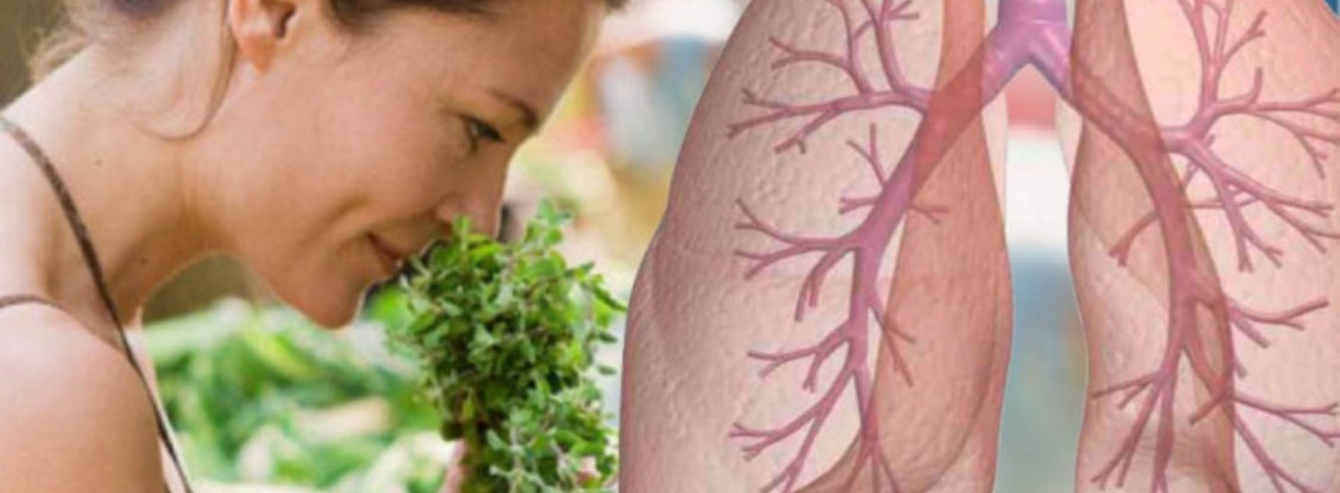 Een krachtig kruid dat uw longen van stof, schimmels, bacteriën en chemicaliën kan reinigen (hoe het te gebruiken) (video)