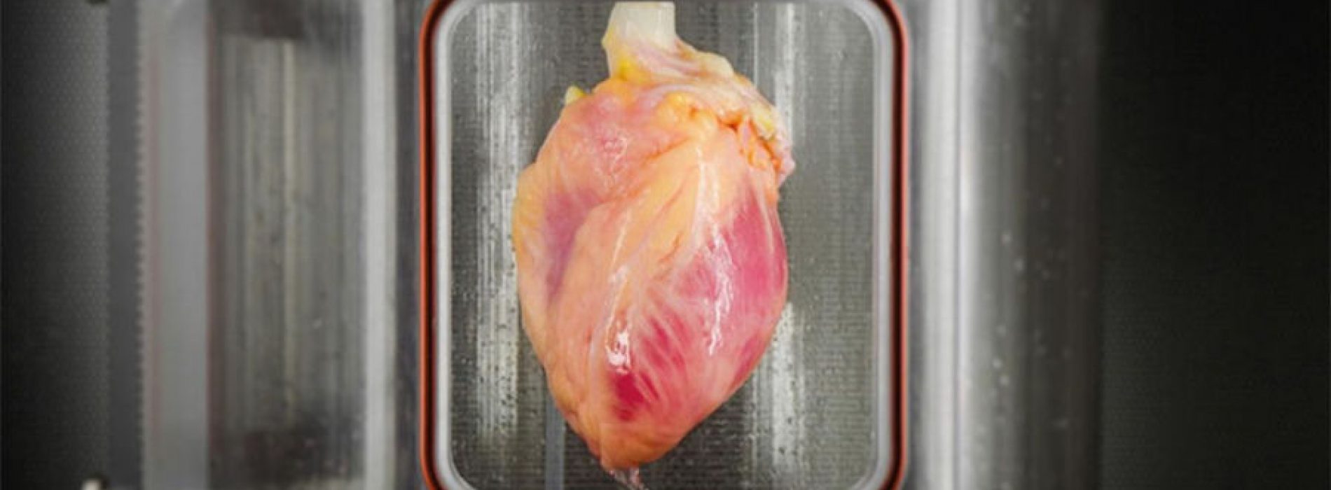 Wetenschappers slagen erin een kloppend menselijk hart te kweken uit stamcellen