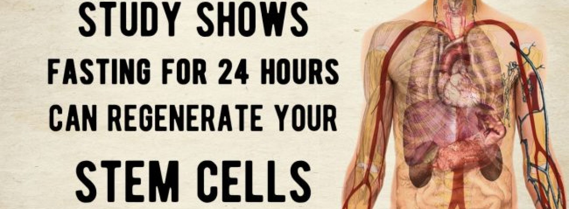 Studie toont aan dat vasten voor één dag je stamcellen kan regenereren