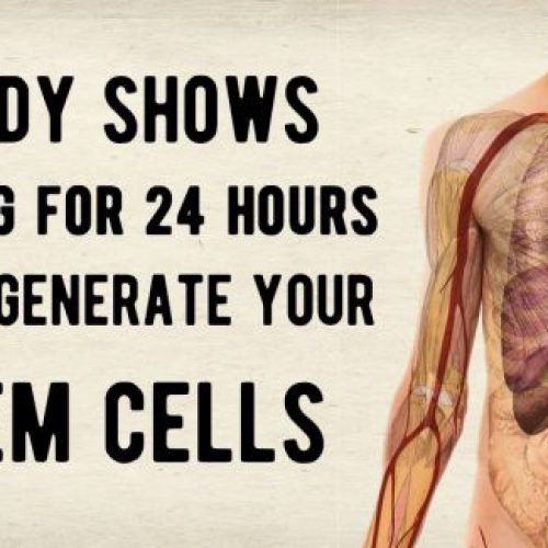 Studie toont aan dat vasten voor één dag je stamcellen kan regenereren